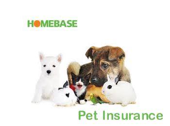 homebasepet